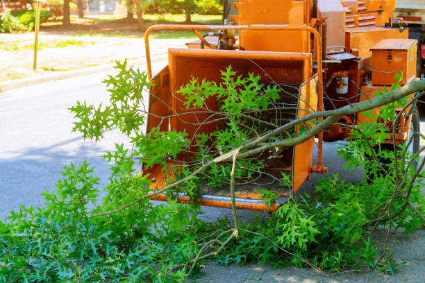 Best Tree Trimming and Pruning  in The Galena Territory, IL